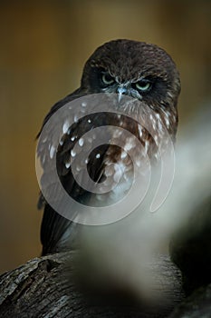 Southern boobook owl (Ninox boobook) photo