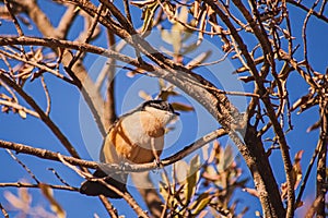 Southern Boubou (Laniarius ferrugineus) 15491