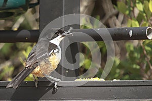 Southern boubou - Laniarius ferrugineus