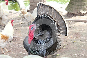 Turkey on the farm