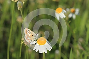 Southern brown argus