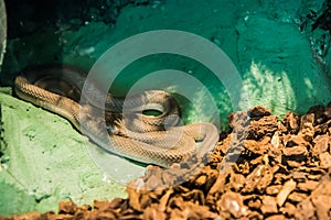 Southern brown egg eater snake in the jungle