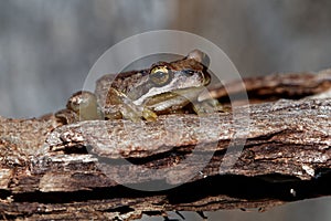 Southern Brown Tree Frog - Litoria ewingi, whistling tree frog or Ewing`s tree frog, species of tree frog native to Australia