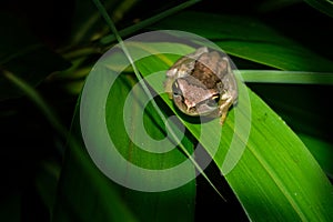 Southern Brown Tree Frog - Litoria ewingi, whistling tree frog or Ewing`s tree frog, species of tree frog native to Australia