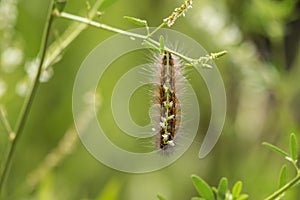 Southern Califonria creature feeding on weeds.