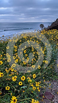 Southern California beache scenes.