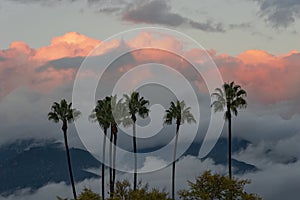 Southern California Palms and Cloudscape