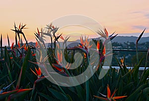 Southern California Sunset with Birds of Paradise on Valentines Day 2024