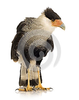 Southern Caracara (3 years) - Polyborus plancus photo