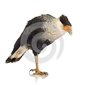 Southern Caracara (3 years) - Polyborus plancus photo