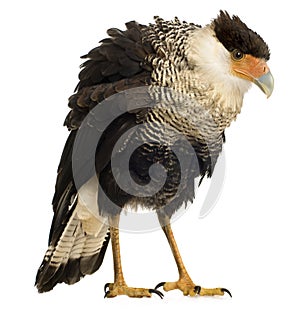 Southern Caracara (3 years) - Polyborus plancus photo