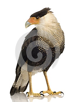 Southern Caracara (3 years) - Polyborus plancus photo