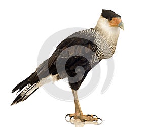 Southern Caracara (3 years) - Polyborus plancus photo