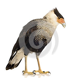 Southern Caracara (3 years) - Polyborus plancus photo