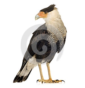 Southern Caracara (3 years) - Polyborus plancus photo