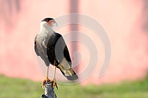 Southern Caracara Caracara plancus isolated on a branch over pink background