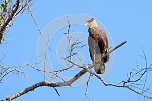 Southern Caracara, Caracara Plancus, perching on a branch in the forest, Mato Grosso, Pantanal, Brazil