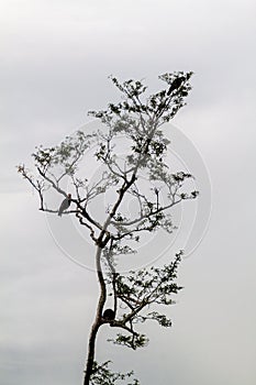 Southern Caracara Caracara plancus on a tree near Yacuma river, Boliv