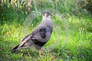 Southern Caracara, Carancho - Chile