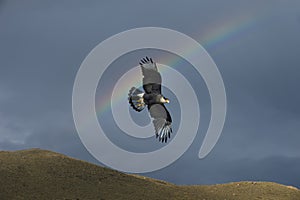 Southern Caracara flying in front of a rainbow, Torres del Paine National Park, Chile