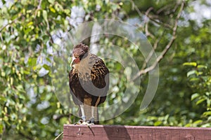 Southern Caracara - Caracara plancus sitting on a wooden beam photo