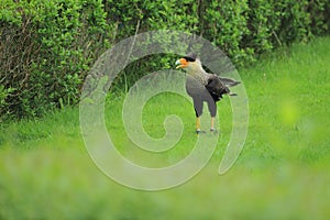 Southern caracara