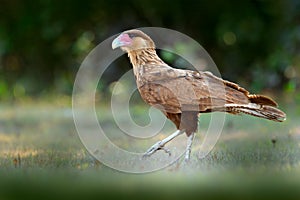 Southern Caracara, walking in the grass, Pantanal, Brazil. Portrait of birds of prey Caracara plancus. Caracara in green grass veg photo