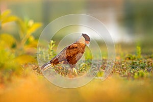 Southern Caracara, walking in the grass with river water in the background Pantanal, Brazil. Portrait of bird of prey Caracara pla