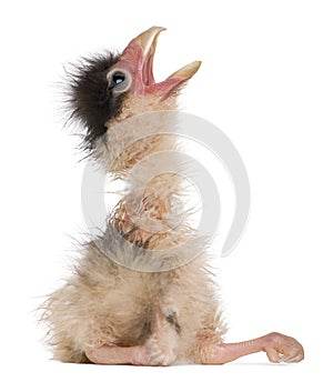 Southern Caracaras, 12 hours old, chick sitting photo