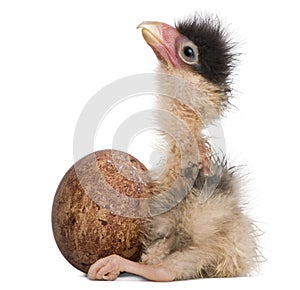 Southern Caracaras, 12 hours old, chick sitting