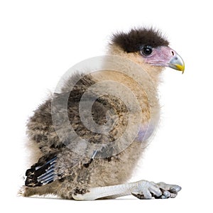 Southern Caracaras, 20 days old,