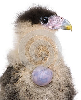 Southern Caracaras, 20 days old, with egg