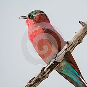 Southern Carmine Bee-eater