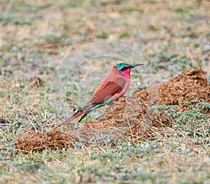 Southern Carmine Bee-eater