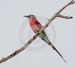 Southern Carmine Bee-eater