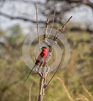 Southern Carmine Bee-eater