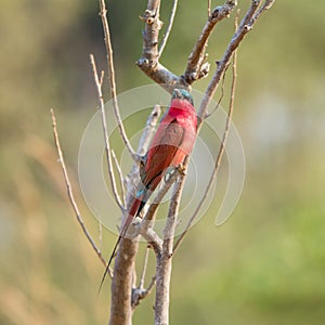 Southern Carmine Bee-eater