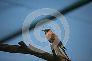 Southern carmine bee-eater