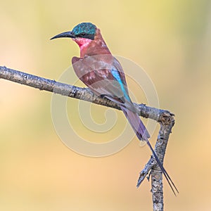 Southern carmine bee eater