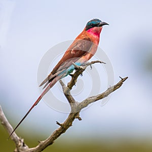 Southern carmine bee eater