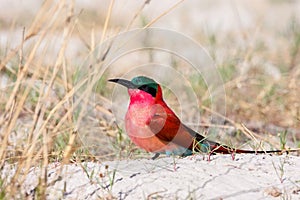 Southern Carmine Bee-eater