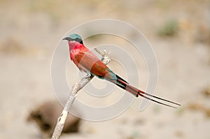 Southern Carmine Bee-eater