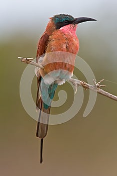 Southern Carmine Bee-eater