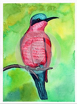 Southern Carmine Bee-eater bird colorful turquoise pink red green nature postcard blue watercolor illustration