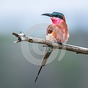 Southern carmine bee eater on branch