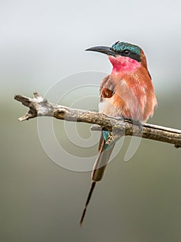 Southern carmine bee eater on branch