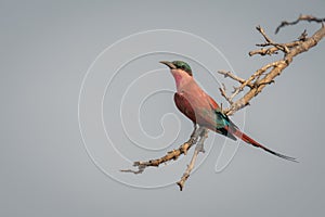 Southern carmine bee-eater on branch turns head
