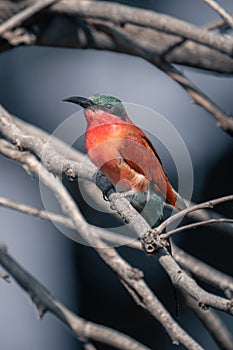 Southern carmine bee-eater in branches with catchlight