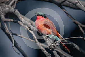 Southern carmine bee-eater with catchlight in branches