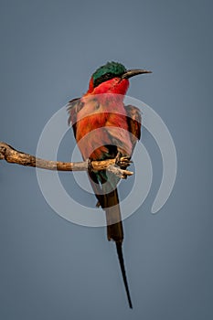 Southern carmine bee-eater with catchlight on twig